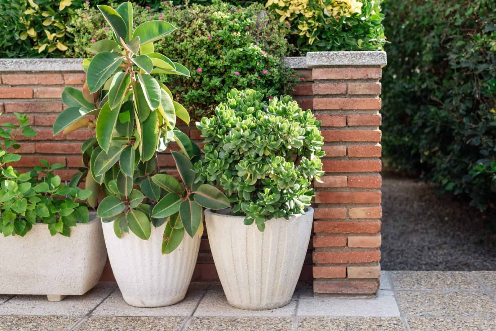 A group of succulents in pots near the brick wall in the yard.